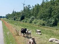 IMG-20230604-WA0052